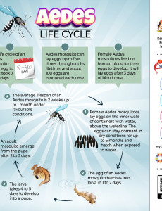 Aedes Life Cycle